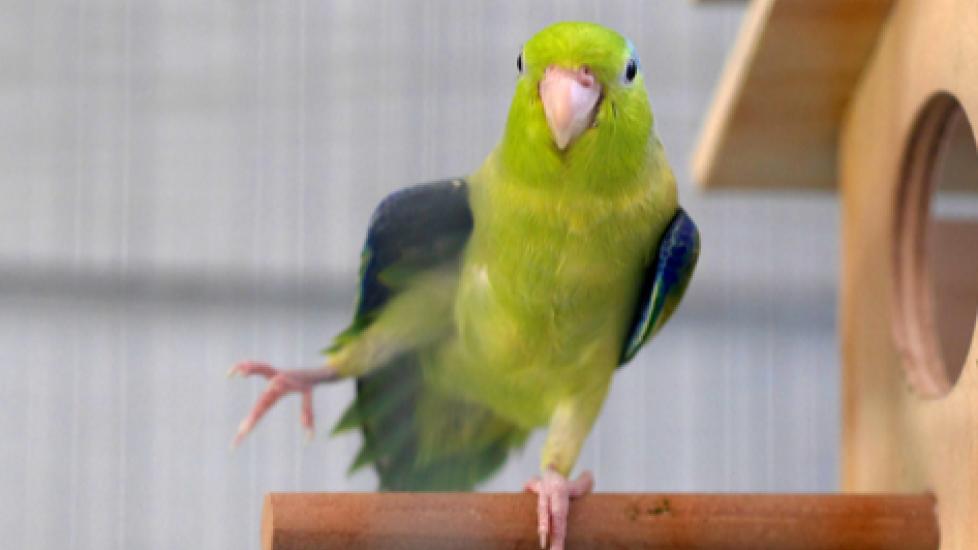 Pacific Parrotlet